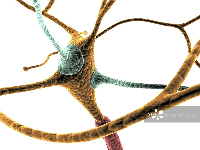 神经细胞艺术图图片素材