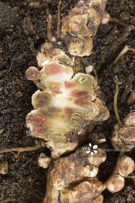 截面的固氮根瘤图片素材