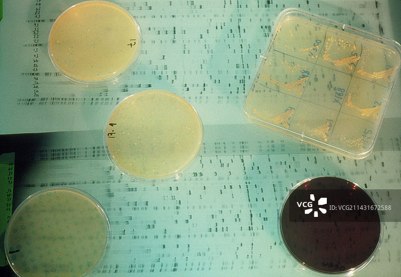 分枝杆菌和DNA图谱的培养皿培养图片素材