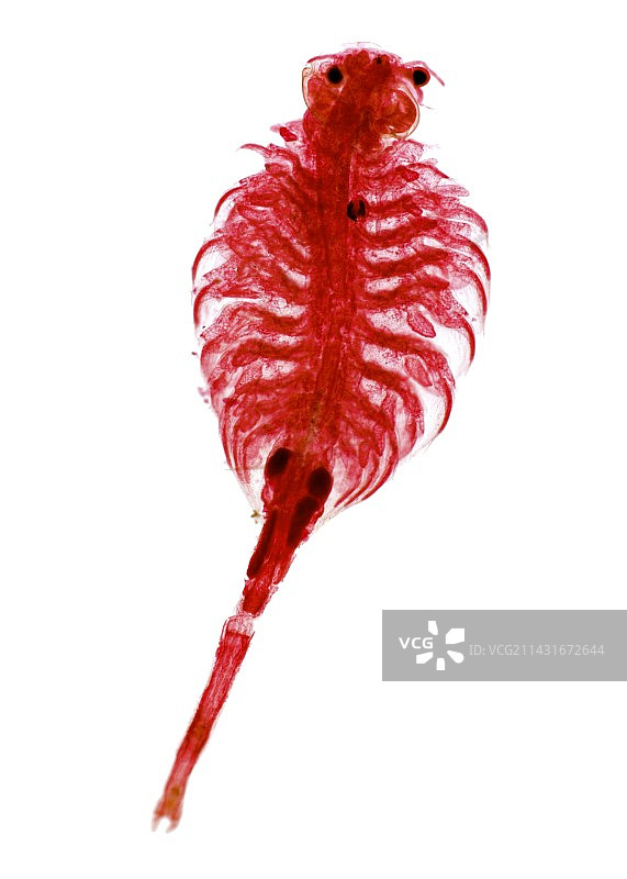 丰年虾显微照片图片素材