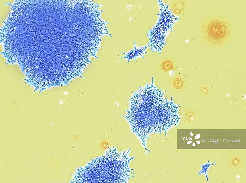 人类胚胎干细胞，TEM图片素材