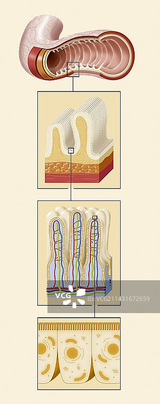 小肠结构，艺术作品图片素材