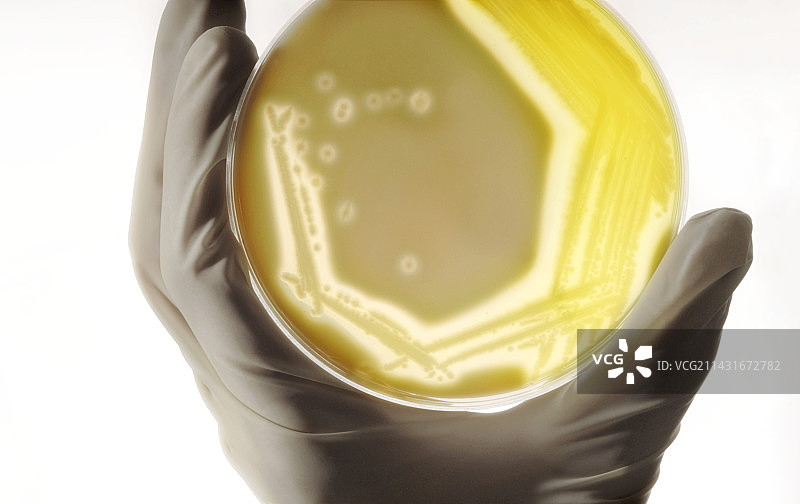 假单胞菌培养图片素材