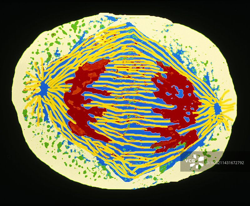 HeLa细胞后期有丝分裂的彩色透射电镜照片图片素材