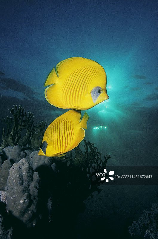 蒙面蝴蝶鱼图片素材