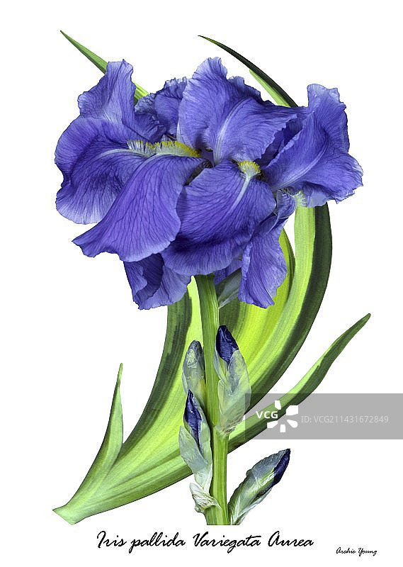 Aurea Variegata鸢尾花图片素材