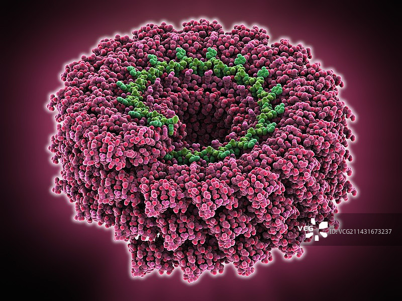 烟草花叶病毒分子模型图片素材