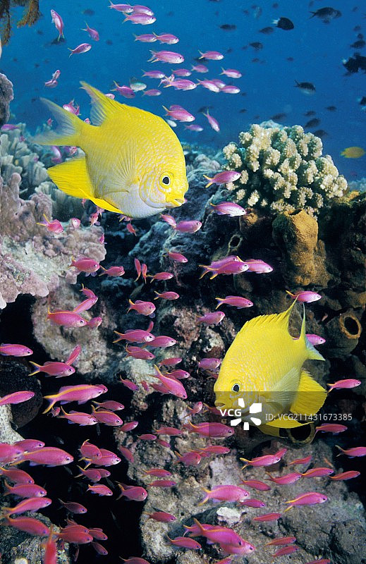 金色海金鱼与花鮨图片素材