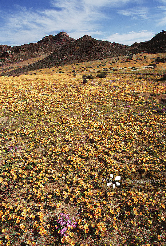 纳马夸兰雏菊图片素材