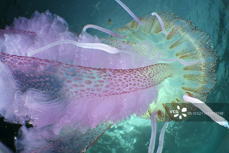 淡紫色刺胞水母图片素材