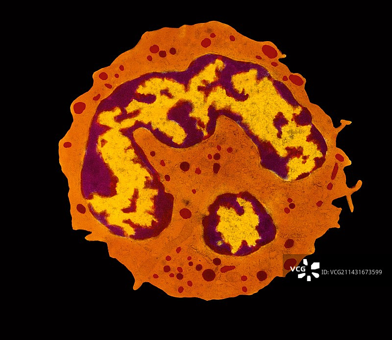 粒细胞白细胞透射电镜图像图片素材