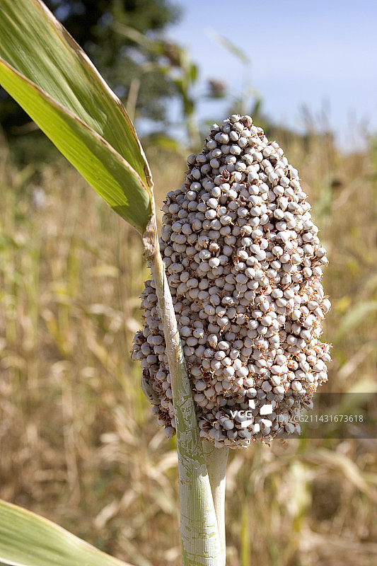 高粱图片素材