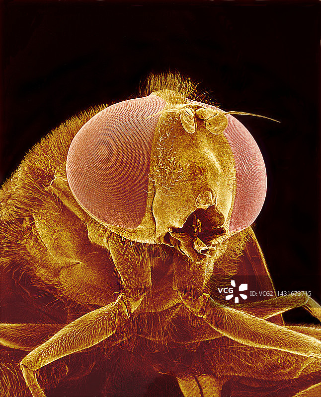 马蝇，扫描电子显微镜图片素材