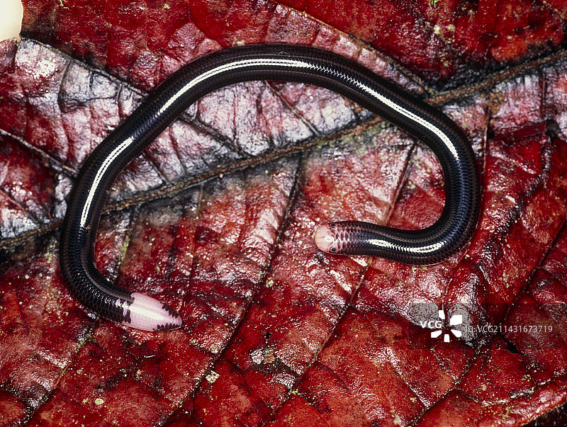 厄瓜多尔的盲蛇或斑疹伤寒图片素材