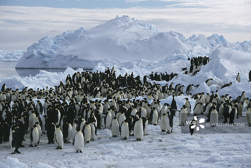 帝企鹅图片素材