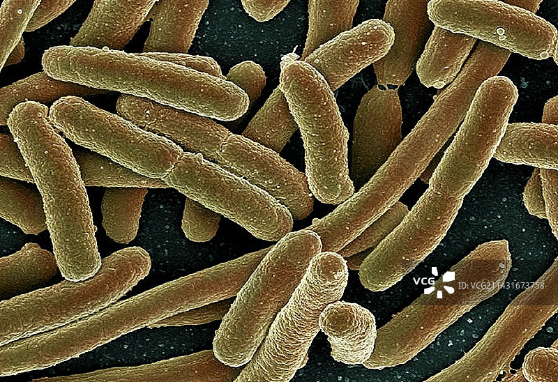 大肠杆菌，扫描电镜图片素材
