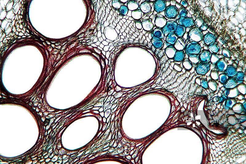 西葫芦茎，光学显微照片图片素材