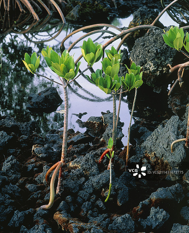红树林图片素材