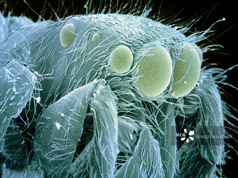跳蛛头部扫描电镜图，盐蛛属图片素材