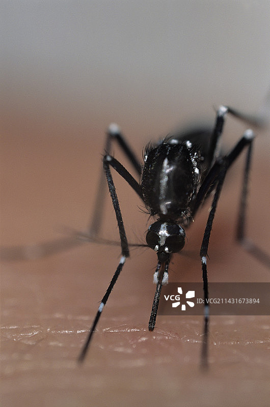 亚洲虎蚊图片素材
