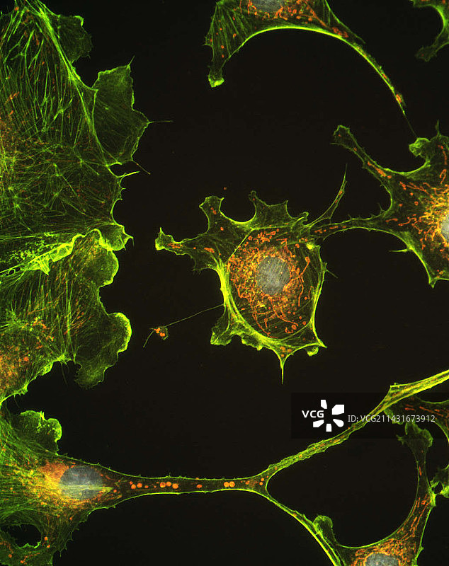 人类上皮细胞图片素材