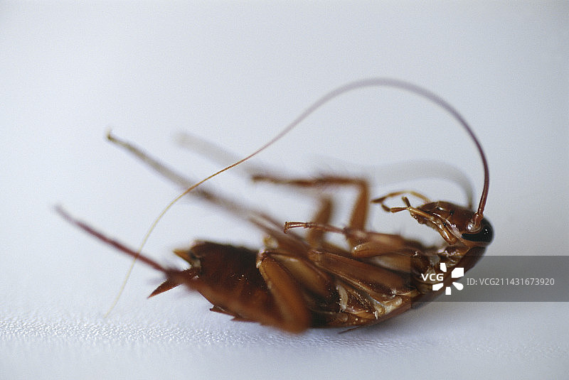 死蟑螂图片素材
