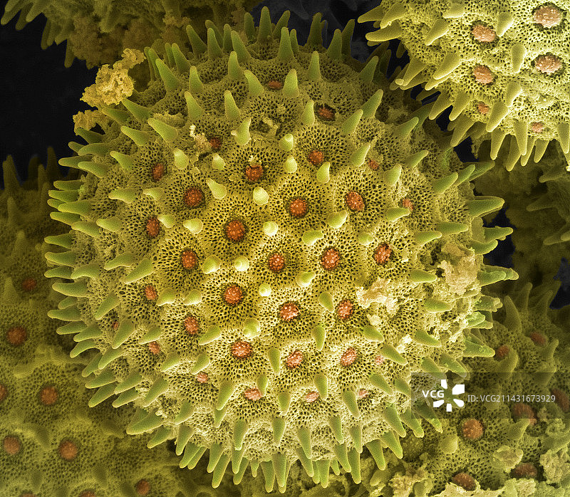 牵牛花花粉扫描电镜图图片素材