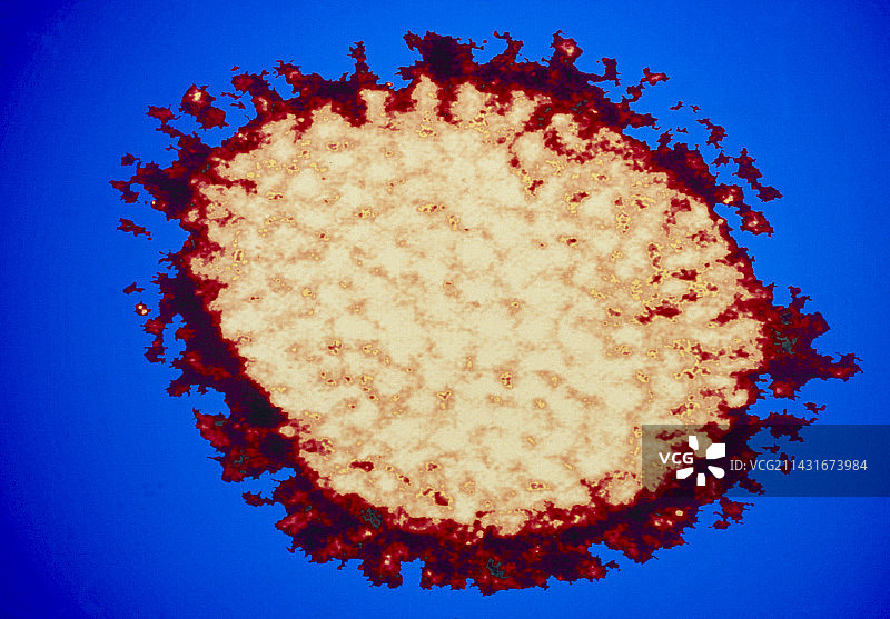 流感病毒的彩色透射电镜图图片素材