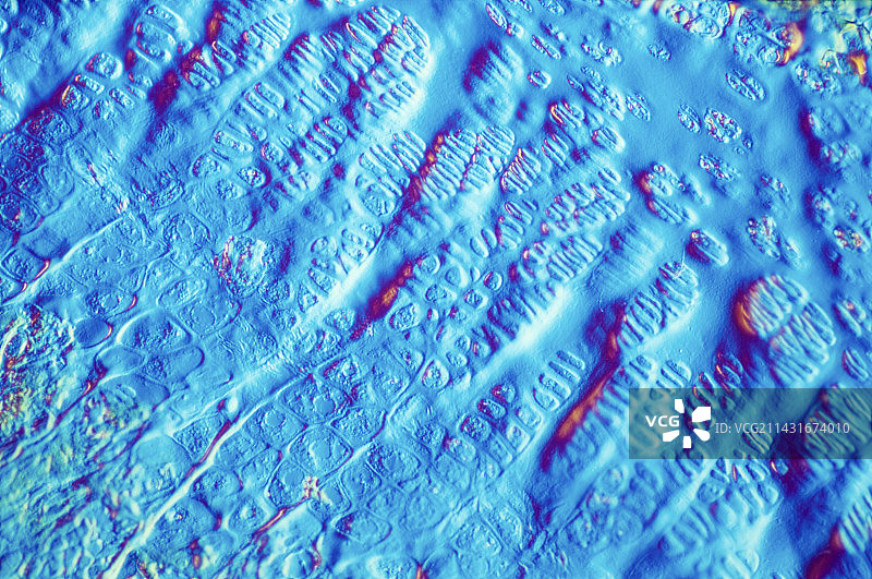骨骼生长图片素材