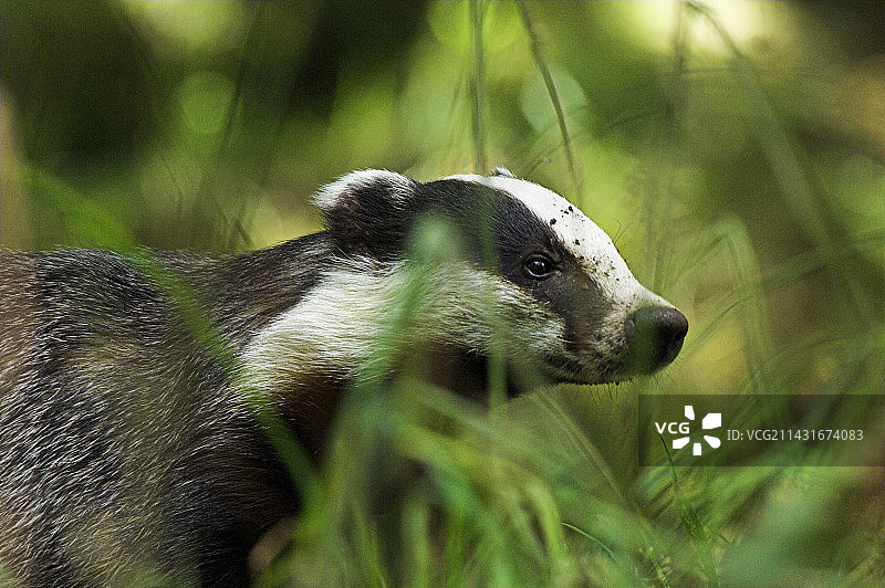 欧洲獾图片素材
