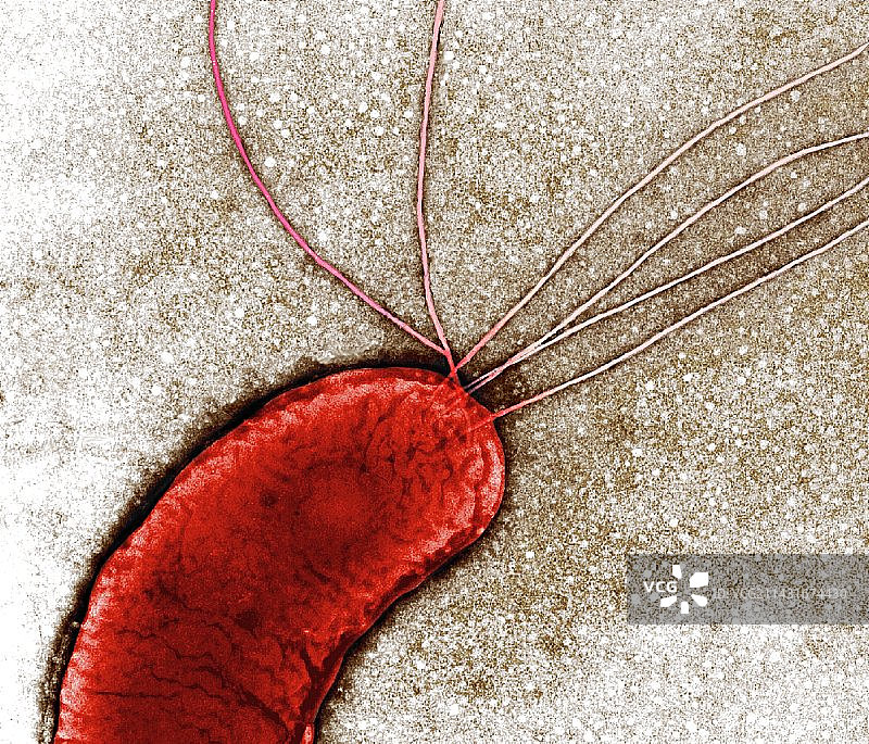 普通变形杆菌，透射电镜图片素材