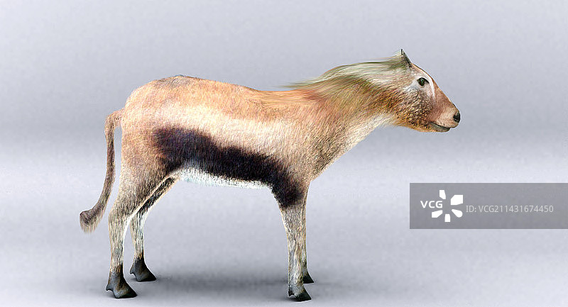 草原古马图片素材