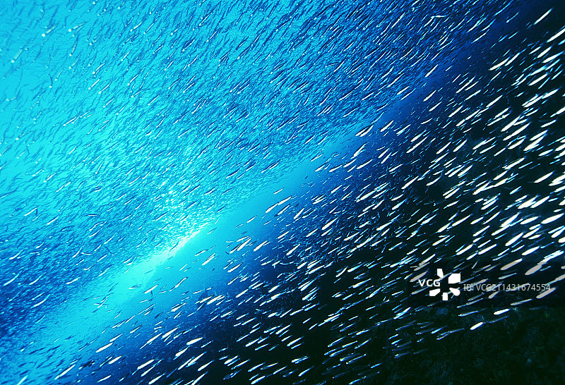 珊瑚礁鱼群图片素材