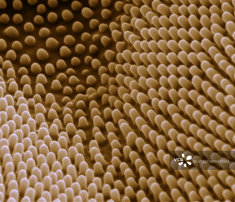 阿特拉斯蛾眼，扫描电镜图片素材