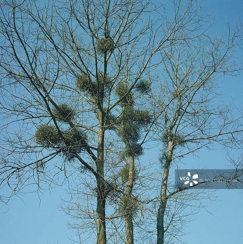 树上生长的槲寄生图片素材