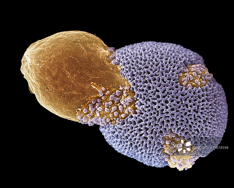 悬铃木花粉粒发芽，扫描电镜图片素材