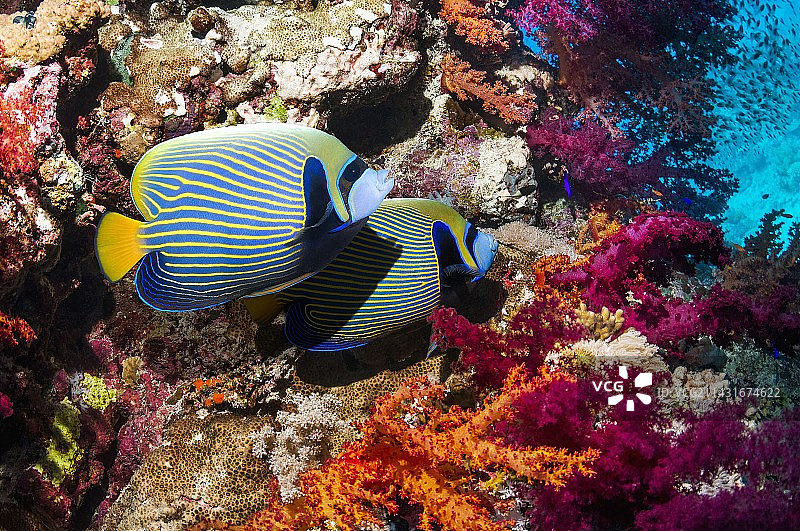 珊瑚礁上的皇帝神仙鱼图片素材