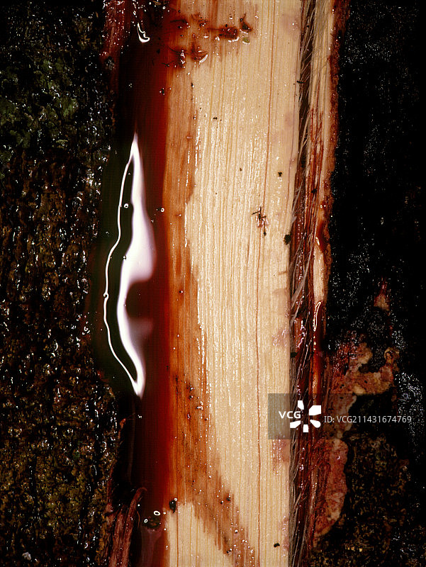 热带树木的乳胶，龙血竭图片素材