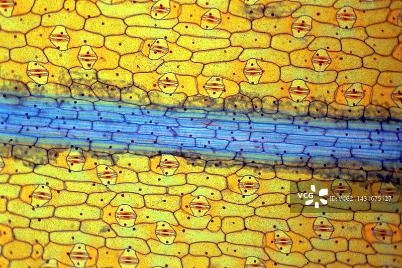 Tradescantia叶片切面图片素材