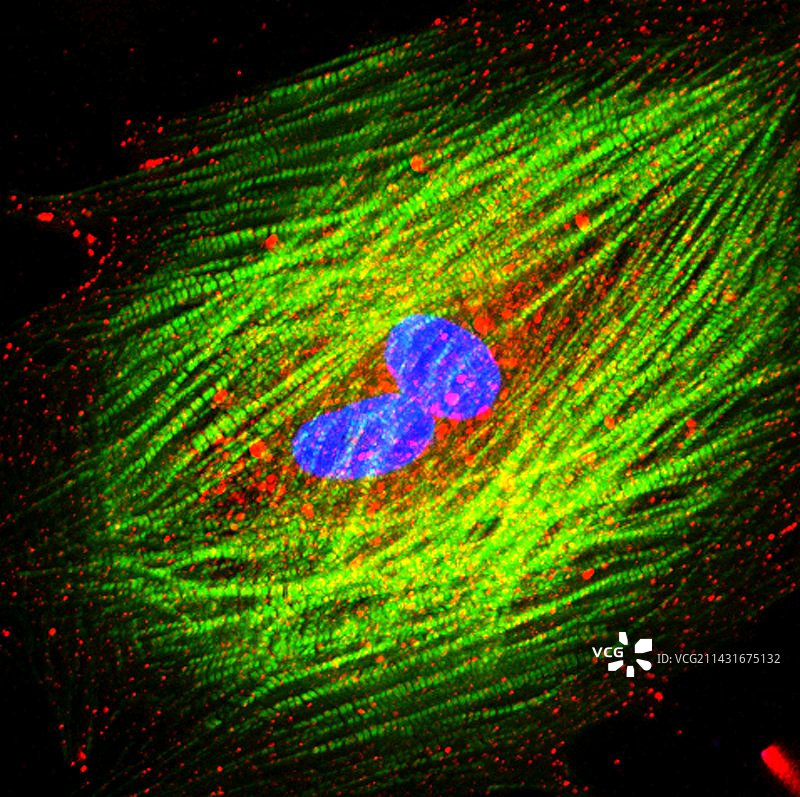 心脏细胞分化图片素材