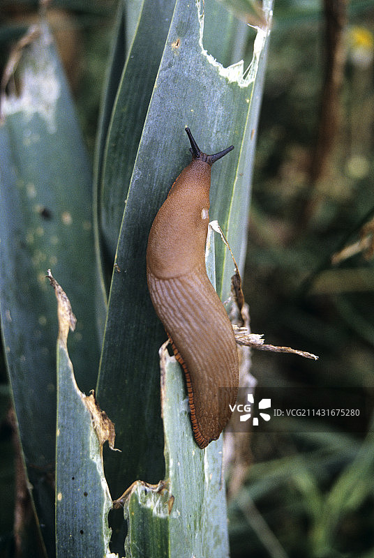 韭菜上的蛞蝓图片素材