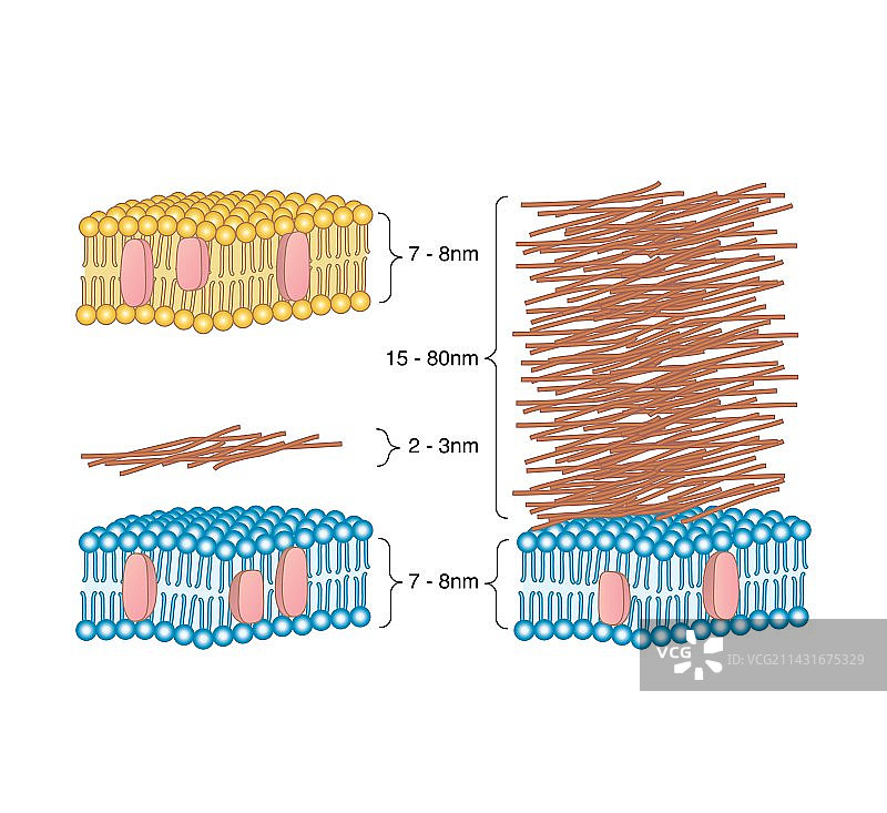 细菌细胞壁对比图图片素材