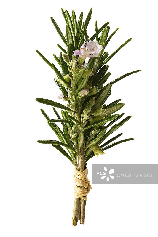 迷迭香图片素材