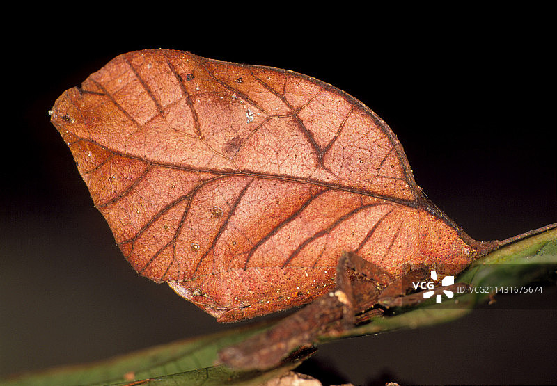 模仿棕色叶子的灌木蟋蟀图片素材