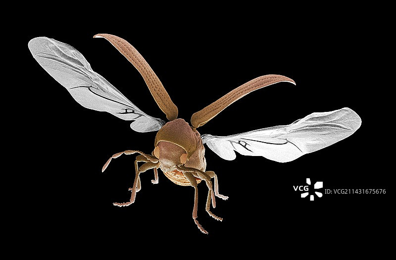 飞行中的蠹虫图片素材