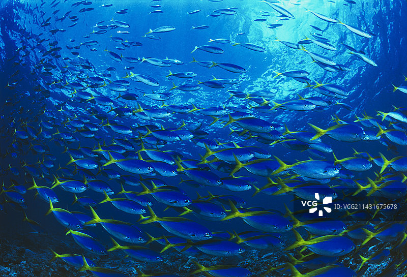 强壮的丝足鲈图片素材