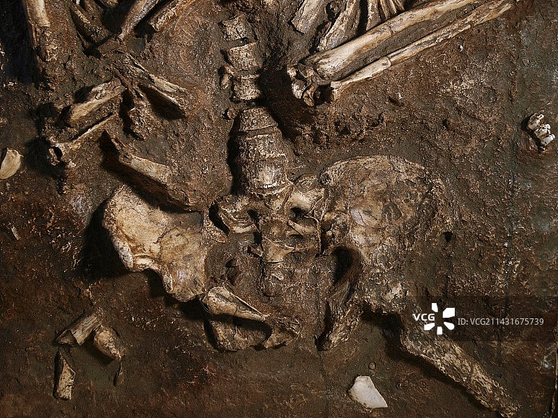 以色列凯巴拉洞穴尼安德特人骨骼图片素材