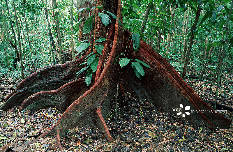 雨林树木的板状根图片素材