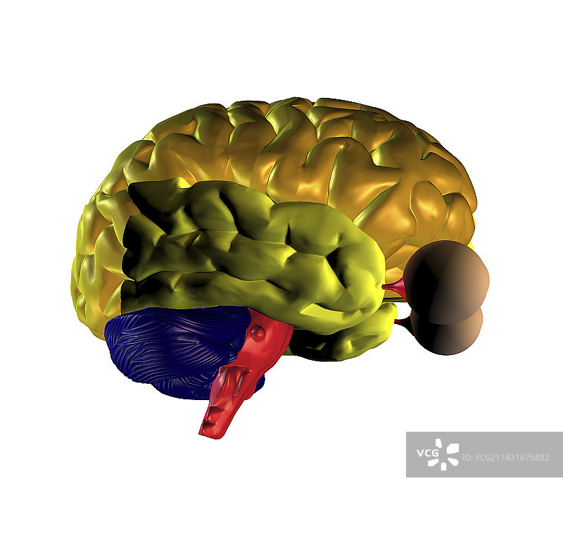 大脑解剖图片素材
