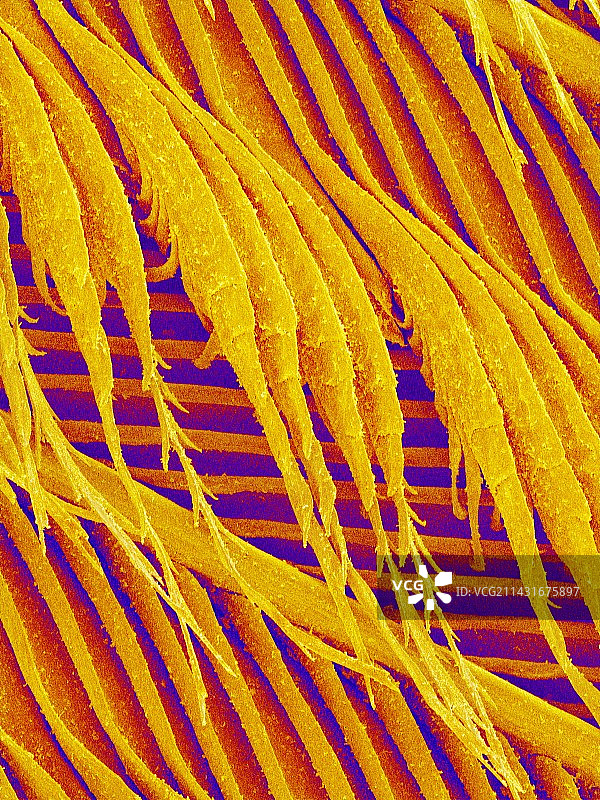 鸽子羽毛扫描电镜图图片素材